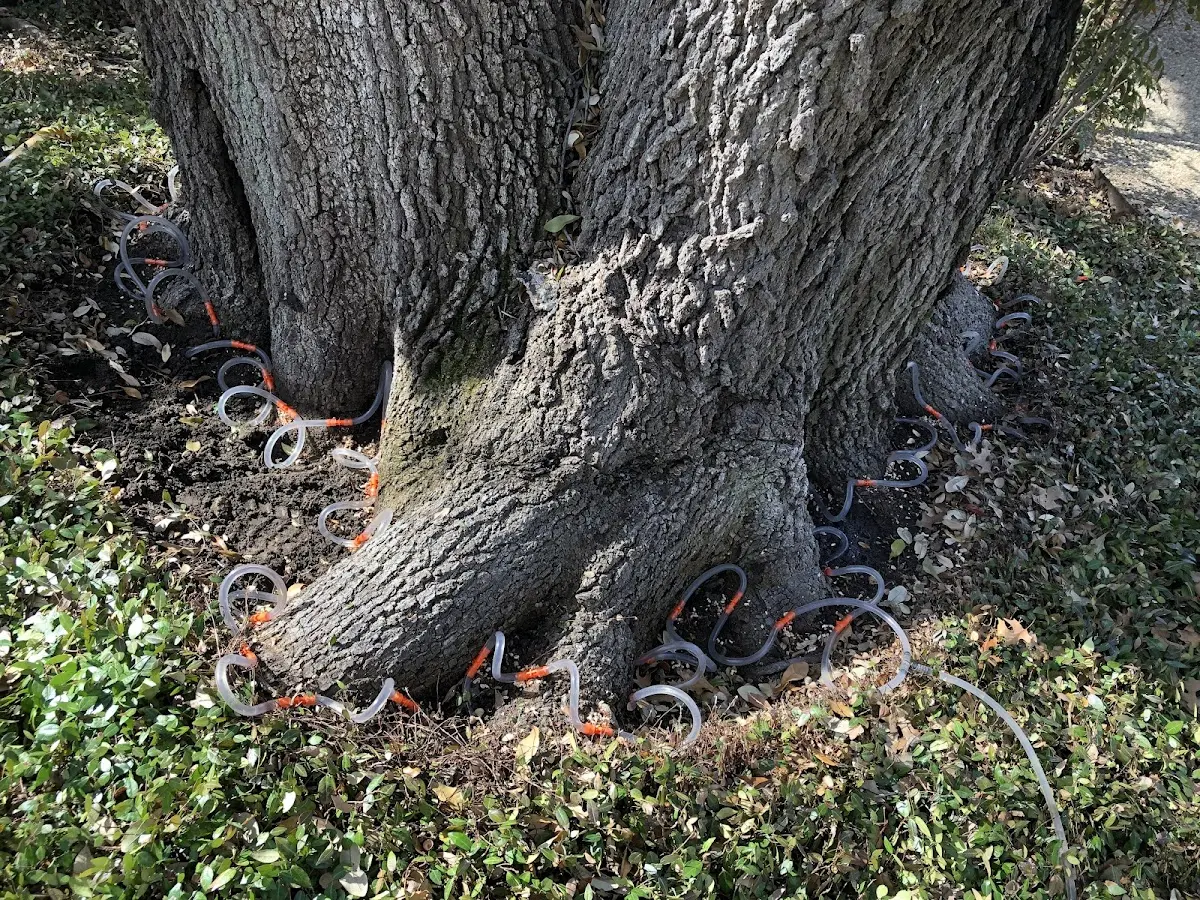 Detailed Tree Cabling and Bracing job site in Eva