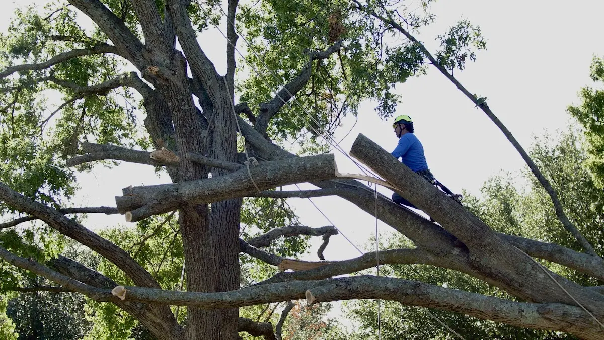 Professional Crown Thinning performed by certified arborists in Eva